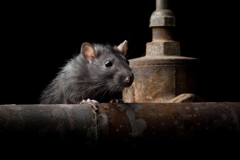 Our rat control treatments safe for people and pets?